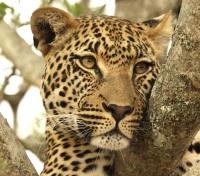 Leopard Spots...